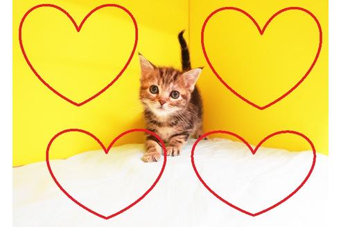 成約済の東京都のベンガル-10732